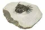 Crotalocephalus (“Cyrtometopus”) Trilobite - Scarce Species #191778-5